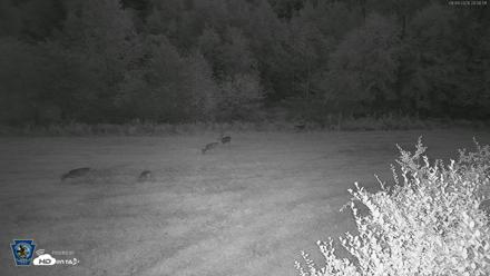 Pennsylvania Elk Live Webcam - Sep 9, 2026, 8:01pm EDT