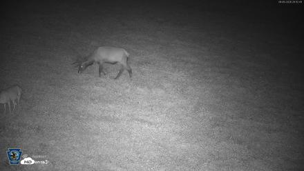 Pennsylvania Elk Live Webcam - Aug 5, 2026, 9:13pm EDT