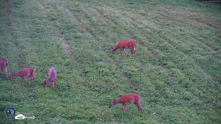 Pennsylvania Elk Live Webcam - Sep 4, 2026, 7:20pm EDT