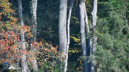Pennsylvania Elk Live Webcam - Oct 3, 2026, 9:09am EDT