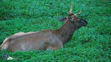 Pennsylvania Elk Live Webcam - Aug 6, 2026, 8:06am EDT