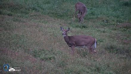Pennsylvania Elk Live Webcam - Sep 28, 2026, 7:12pm EDT