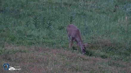 Pennsylvania Elk Live Webcam - Sep 28, 2026, 7:07pm EDT