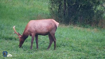 Pennsylvania Elk Live Webcam - Aug 10, 2026, 7:30pm EDT