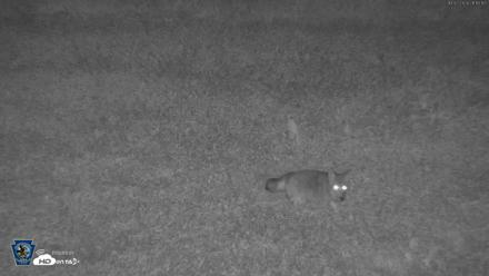 Pennsylvania Elk Live Webcam - Oct 2, 2026, 9:16pm EDT