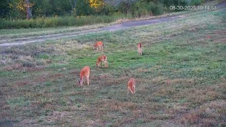 Pennsylvania Elk Live Webcam - Aug 30, 2025, 7:15pm EDT