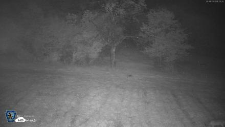Pennsylvania Elk Live Webcam - Sep 4, 2026, 5:24am EDT