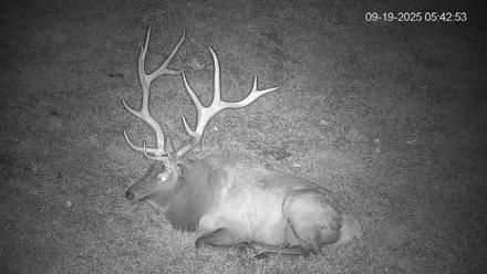 Pennsylvania Elk Live Webcam - Sep 19, 2025, 5:43am EDT