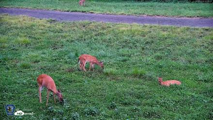 Pennsylvania Elk Live Webcam - Aug 11, 2026, 7:47pm EDT