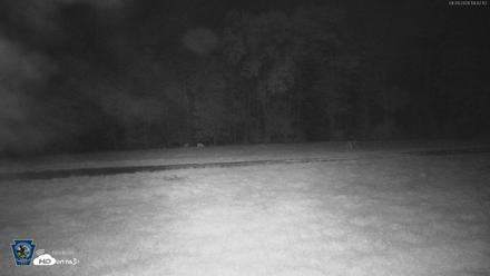 Pennsylvania Elk Live Webcam - Sep 29, 2026, 7:42pm EDT