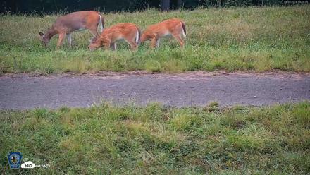 Pennsylvania Elk Live Webcam - Sep 8, 2026, 7:26pm EDT