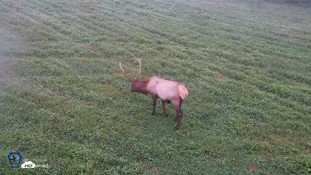 Pennsylvania Elk Live Webcam - Sep 7, 2026, 7:03am EDT