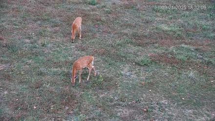 Pennsylvania Elk Live Webcam - Sep 21, 2025, 6:32pm EDT