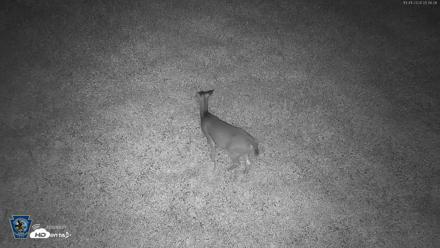Pennsylvania Elk Live Webcam - Oct 1, 2026, 5:47am EDT