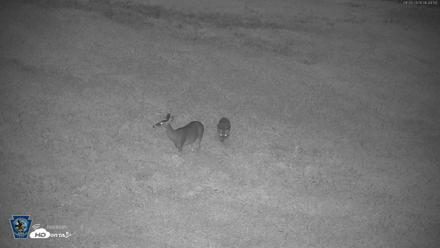 Pennsylvania Elk Live Webcam - Sep 28, 2026, 6:45am EDT