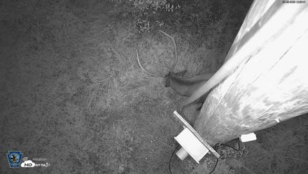 Pennsylvania Elk Live Webcam - Sep 9, 2026, 7:51pm EDT