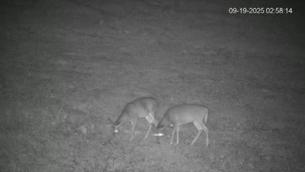 Pennsylvania Elk Live Webcam - Sep 19, 2025, 2:58am EDT