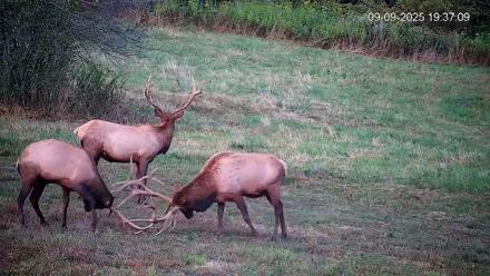 Pennsylvania Elk Live Webcam - Sep 9, 2025, 7:37pm EDT