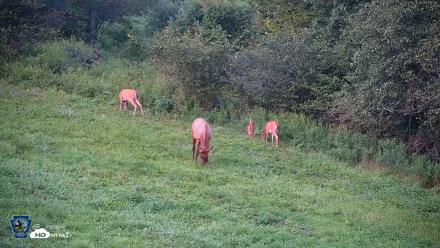 Pennsylvania Elk Live Webcam - Aug 9, 2026, 8:11pm EDT