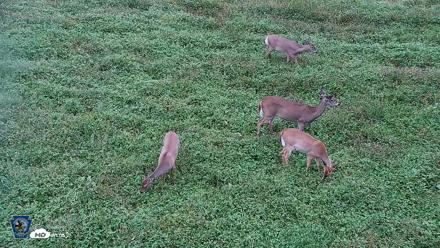 Pennsylvania Elk Live Webcam - Oct 2, 2026, 5:26pm EDT