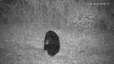 Pennsylvania Elk Live Webcam - Oct 14, 2025, 7:01pm EDT