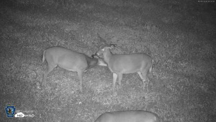 Pennsylvania Elk Live Webcam - Oct 1, 2026, 4:21am EDT