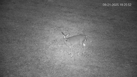 Pennsylvania Elk Live Webcam - Sep 21, 2025, 7:26pm EDT