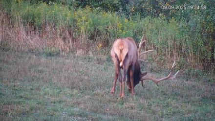 Pennsylvania Elk Live Webcam - Sep 9, 2025, 7:25pm EDT