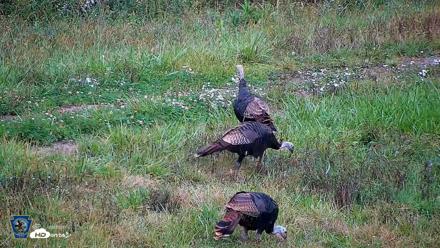 Pennsylvania Elk Live Webcam - Oct 1, 2026, 12:53pm EDT
