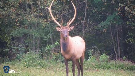 Pennsylvania Elk Live Webcam - Sep 9, 2026, 7:09pm EDT