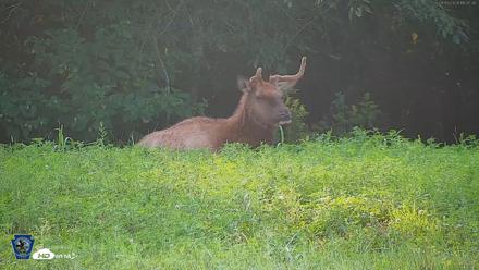 Pennsylvania Elk Live Webcam - Aug 9, 2026, 6:08pm EDT