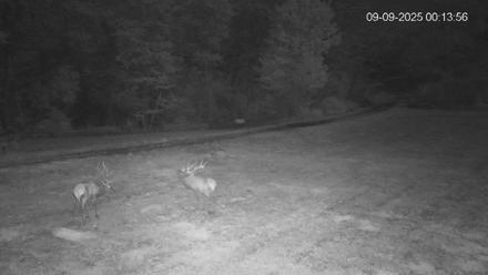 Pennsylvania Elk Live Webcam - Sep 9, 2025, 12:14am EDT