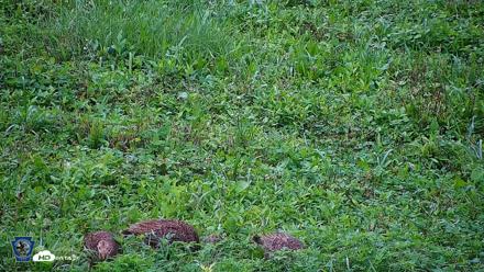 Pennsylvania Elk Live Webcam - Aug 6, 2026, 8:25am EDT