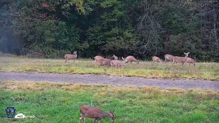 Pennsylvania Elk Live Webcam - Sep 29, 2026, 6:11pm EDT