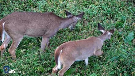 Pennsylvania Elk Live Webcam - Oct 1, 2026, 5:45pm EDT