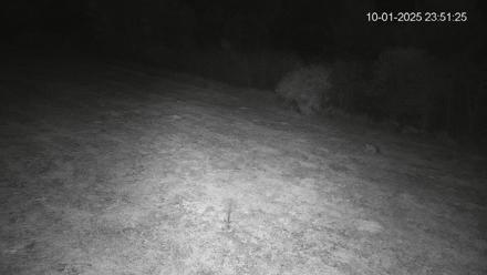 Pennsylvania Elk Live Webcam - Oct 1, 2025, 11:52pm EDT