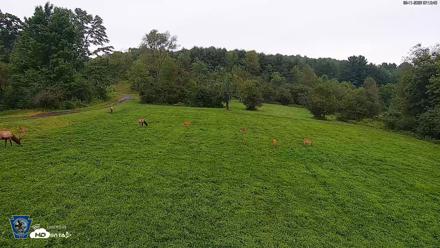Pennsylvania Elk Live Webcam - Aug 11, 2026, 7:13am EDT