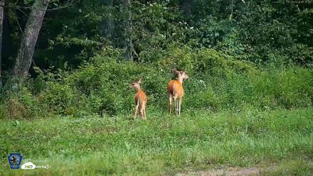 Pennsylvania Elk Live Webcam - Aug 8, 2026, 11:26am EDT