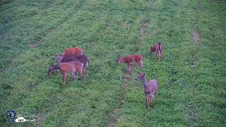 Pennsylvania Elk Live Webcam - Sep 4, 2026, 7:22pm EDT