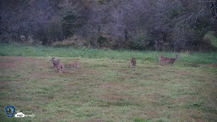 Pennsylvania Elk Live Webcam - Oct 1, 2026, 7:03pm EDT