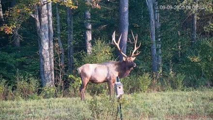 Pennsylvania Elk Live Webcam - Sep 9, 2025, 8:10am EDT