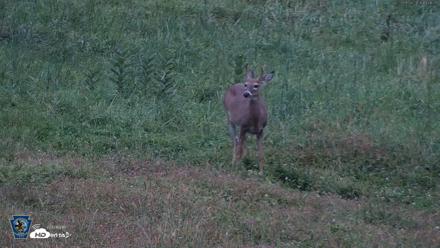 Pennsylvania Elk Live Webcam - Sep 28, 2026, 7:09pm EDT