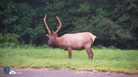 Pennsylvania Elk Live Webcam - Aug 10, 2026, 7:55pm EDT
