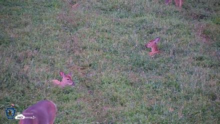Pennsylvania Elk Live Webcam - Sep 8, 2026, 6:56pm EDT
