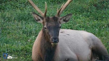 Pennsylvania Elk Live Webcam - Sep 8, 2026, 7:42pm EDT