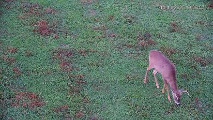 Pennsylvania Elk Live Webcam - Oct 14, 2025, 6:29pm EDT