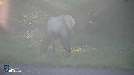 Pennsylvania Elk Live Webcam - Sep 6, 2026, 5:58pm EDT