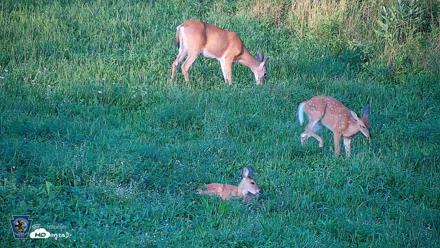 Pennsylvania Elk Live Webcam - Aug 21, 2026, 7:06pm EDT
