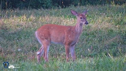 Pennsylvania Elk Live Webcam - Sep 7, 2026, 6:11pm EDT