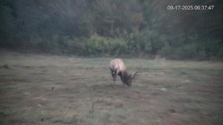 Pennsylvania Elk Live Webcam - Sep 17, 2025, 6:38am EDT